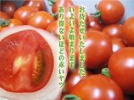 画像2: おほほっ（フルーツトマト）4個入 (2)